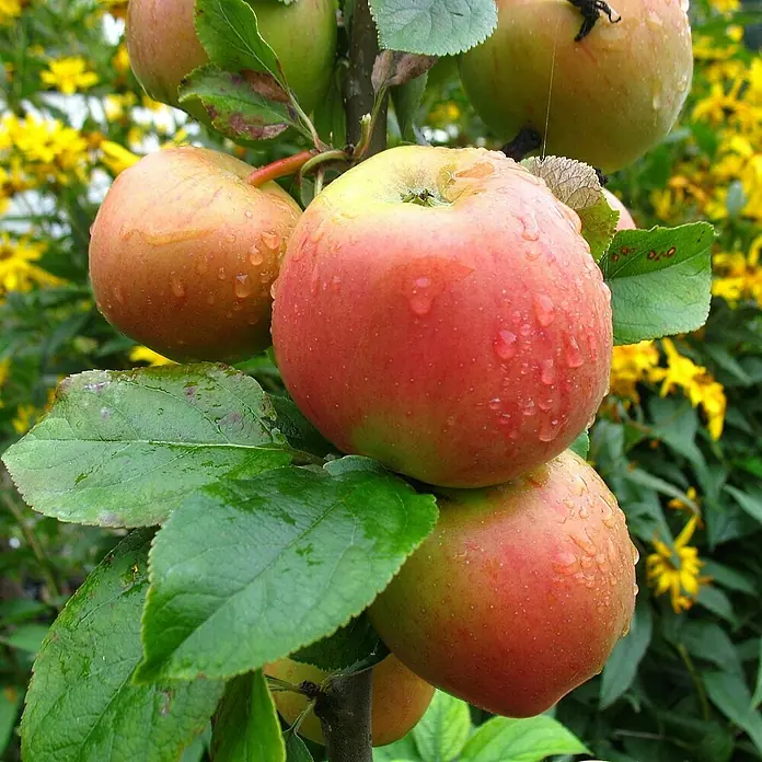 Apfelbaum Halbstamm - Malus domestica ‘Goldparmäne’, Erntezeit: September - Nahaufnahme von frischen Äpfeln am Baum mit Regentropfen.