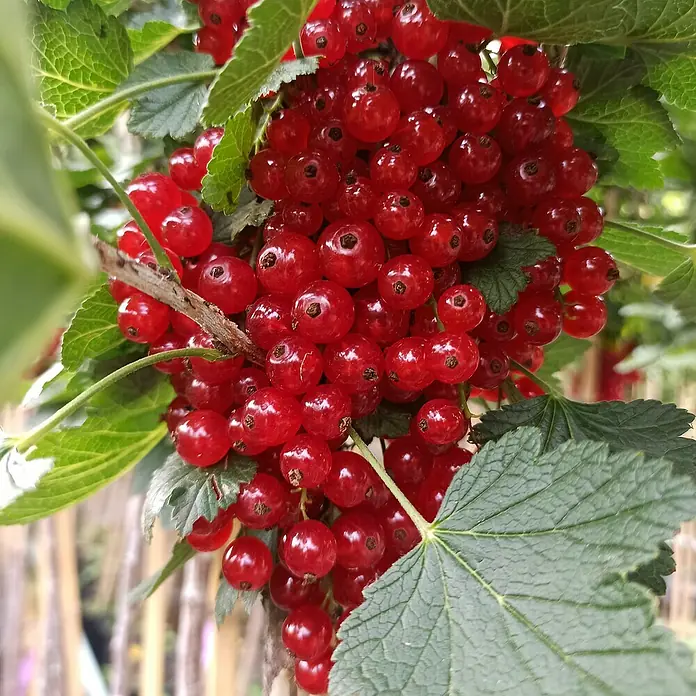 Beerenstrauch - Set - 4 Stk., Rondom, Ben Lemond, Leora & Invicta, Topfvolumen: 3,5 l - Saftige, rote Johannisbeeren, die an einem Strauch inmitten grüner Blätter hängen, ein Genuss für jeden Gartenfreund.