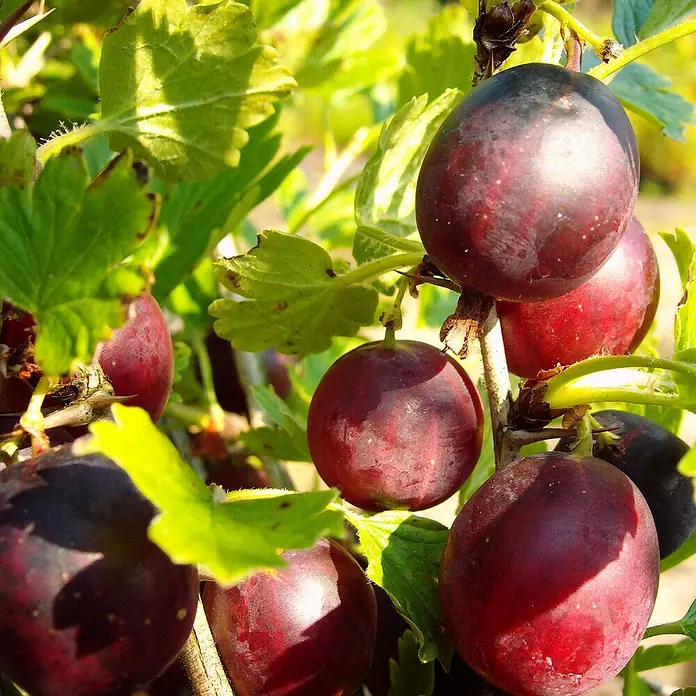 Beerenstrauch - Set - 4 Stk., Rondom, Ben Lemond, Leora & Invicta, Topfvolumen: 3,5 l - Nahaufnahme von reifen, dunklen Stachelbeeren am Strauch. Die Früchte sind prall und saftig.