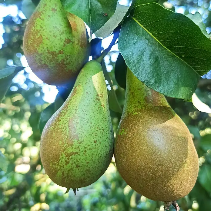 Birnenbaum Set - 2 Stk., Pyrus Williams Christ & Pyrus Conference, Topfvolumen: 7,5 l - Nahaufnahme von drei grünen Birnen, die an einem Baum hängen. Die Birnen haben eine leicht bräunliche Färbung und sind von Blättern umgeben.