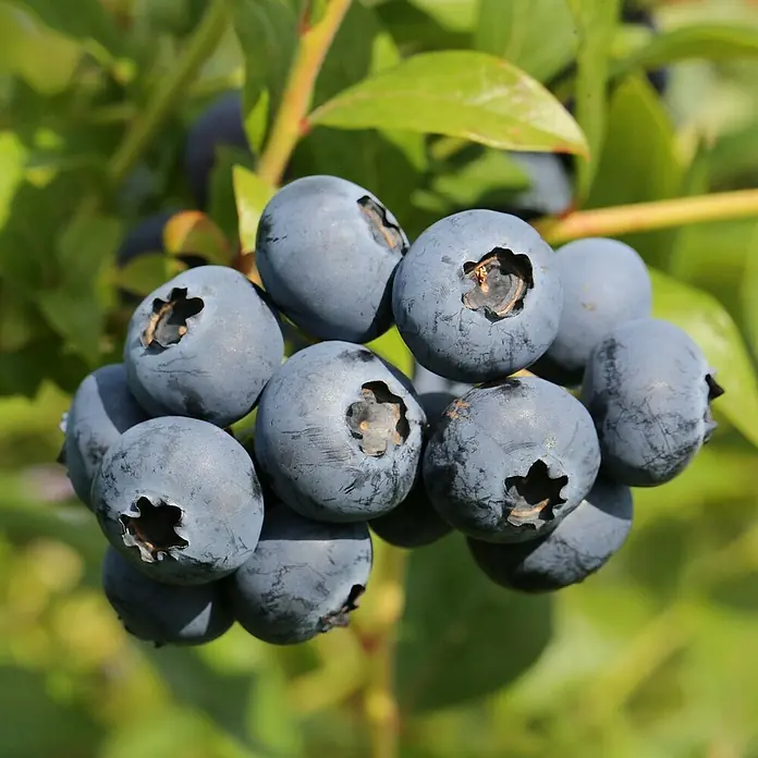 Beerenstrauch - Set - 4 Stk., Ribes rubrum 'Rolan', Ribes uva-crispa 'Hinnonmäki rot', Rubus idaeus 'Rubaca' & Vaccinum corymbosum 'Chandler, Topfvolumen: 3,5 l - Nahaufnahme von frischen, prallen Blaubeeren am Strauch, die die natürliche Süße des Sommers versprechen.