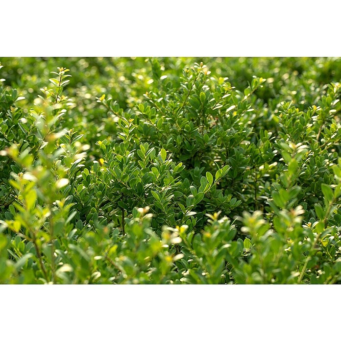 Ilex crenata 14 DarkGreen