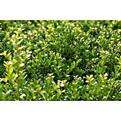 Ilex crenata 14 DarkGreen