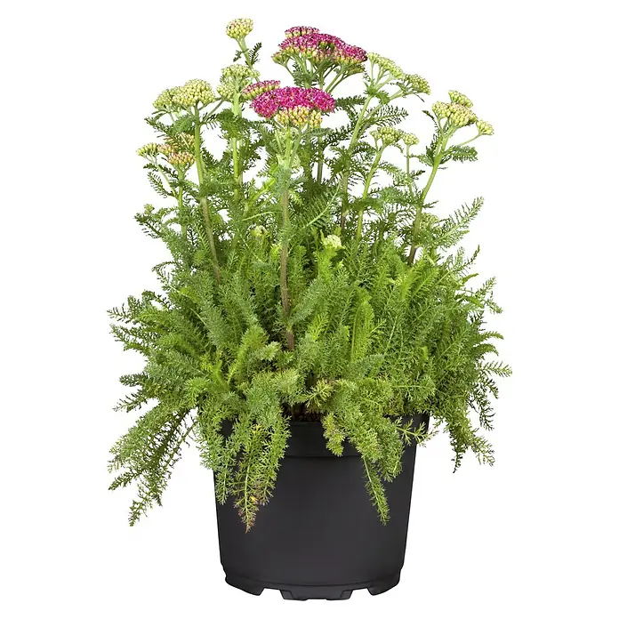 Piardino Schafgarbe - Achillea millefolium Trio, Topfgröße: 19 cm - Die farbenfrohe Schafgarbe 'Pretty Belinda' im Topf: ein Blickfang mit üppigen rosa Blüten und filigranem, grünem Laub. Ein Muss für jeden Garten!