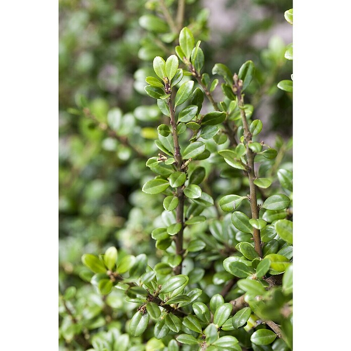 Piardino Bergilex Tray (Ilex crenata, Topfgröße: 9 cm) | BAUHAUS