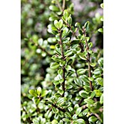Piardino Bergilex Tray (Ilex crenata, Topfgröße: 9 cm) | BAUHAUS