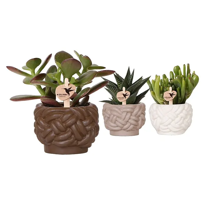 Piardino Sukkulenten in Keramik mit Knotenmuster - Sortenabhängig, Topfgröße: 6 cm - Drei Sukkulenten der Marke Kolibri Greens in Töpfen mit geflochtenem Design in Braun-, Beige- und Weißtönen.