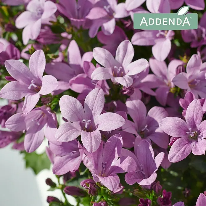 Glockenblume - Campanula portenschlagiana Adansa pink, Topfgröße: 12 cm, Pink - Nahaufnahme der zarten, lilafarbenen Blüten von Addenda, die ihre filigrane Schönheit und den zarten Charme dieser Zierpflanze hervorhebt.