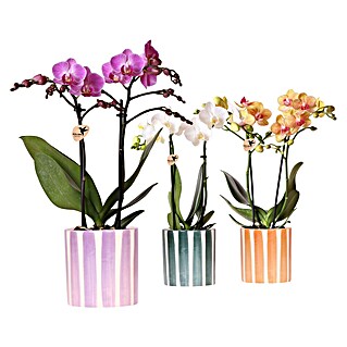 Piardino Schmetterlingsorchidee in Painted Stripe Keramik (Phalaenopsis Hybriden, Topfgröße: 10 cm, Sortenabhängig, Aufrecht)