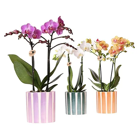 Piardino  Schmetterlingsorchidee in Painted Stripe Keramik