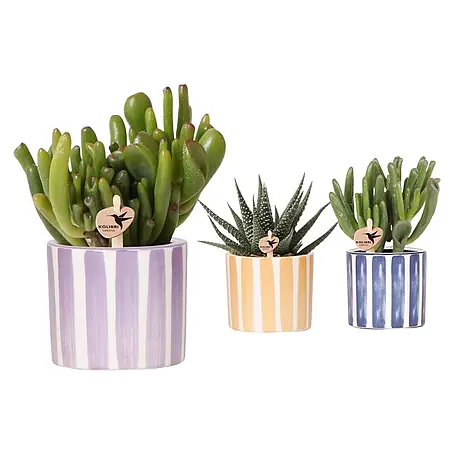 Piardino  Sukkulenten in Painted Stripe Keramik
