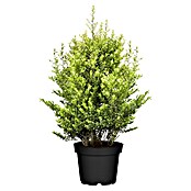 Ilex crenata 14 DarkGreen