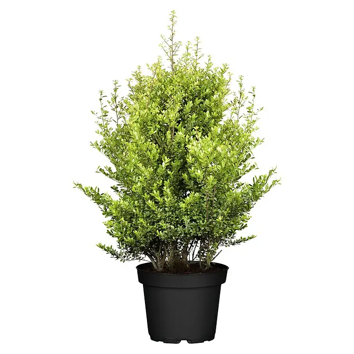 Stechpalme - Ilex crenata 'Dark Green', Topfgröße: 14 cm - Die Nahaufnahme zeigt einen immergrünen Buchsbaum im Topf, ideal für Garten- und Terrassendekorationen, mit dichten, grünen Blättern.