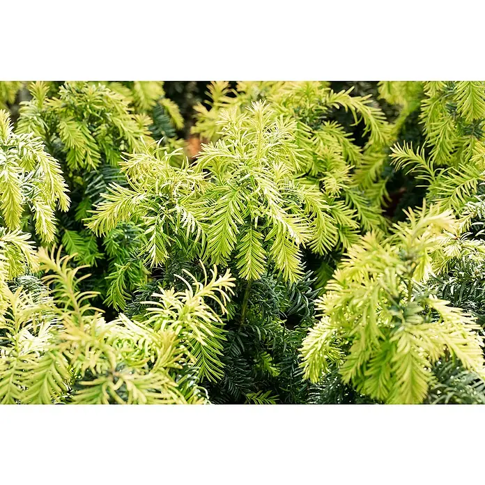 Piardino Heimische Eibe - Taxus baccata 'David', Topfvolumen: 3 l - Nahaufnahme von immergrünen, hellgelben und grünen Nadelbaumblättern. Ein schöner und üppiger Blick auf die Natur.