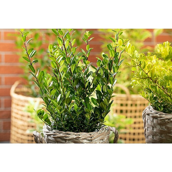 Piardino Bergilex Tray (Ilex crenata, Topfgröße: 9 cm) | BAUHAUS
