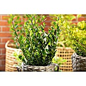 Piardino Bergilex Tray (Ilex crenata, Topfgröße: 9 cm) | BAUHAUS