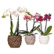 Piardino Schmetterlingsorchidee in Keramik mit Knotenmuster (Phalaenopsis Hybriden, Topfgröße: 10 cm, Aufrecht) | BAUHAUS
