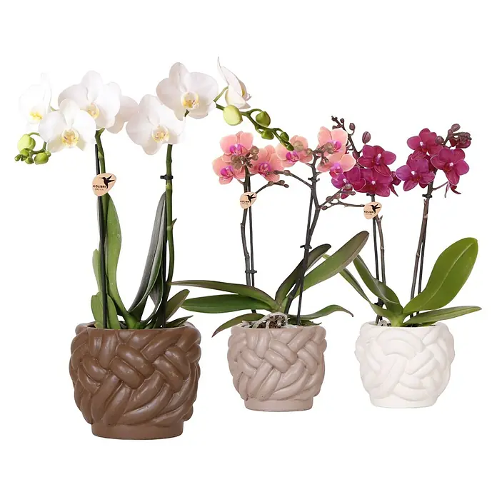 Piardino Schmetterlingsorchidee in Keramik mit Knotenmuster - Phalaenopsis Hybriden, Topfgröße: 10 cm, Aufrecht - Drei Kolibri Orchideen in verschiedenen Farben, von Weiß über Rosa bis Lila, präsentiert in geflochtenen Übertöpfen.