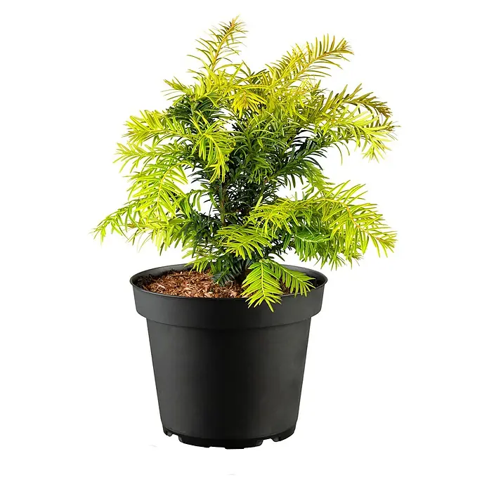 Piardino Heimische Eibe - Taxus baccata 'David', Topfvolumen: 3 l - Eine Taxus baccata 'Summergold' Pflanze in einem schwarzen Topf, die mit ihren goldgelben Nadeln einen schönen Kontrast bildet. Ideal als Zierpflanze.