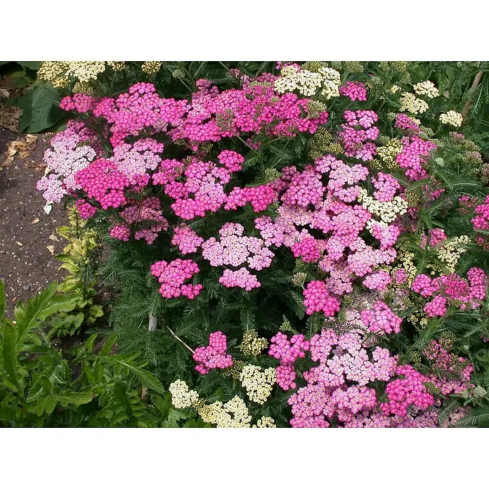 Piardino Schafgarbe - Achillea millefolium Trio, Topfgröße: 19 cm - Ein üppiges Beet mit farbenfrohen Schafgarben, die in verschiedenen Rosa- und Gelbtönen blühen und eine fröhliche Gartenatmosphäre schaffen.