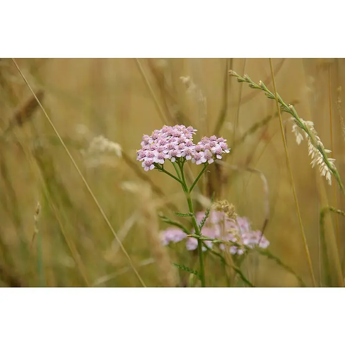 Piardino Schafgarbe - Achillea millefolium Trio, Topfgröße: 19 cm - Zarte rosa Schafgarbenblüten inmitten eines Feldes aus goldenem Gras. Die Blütenköpfe bilden einen schönen Kontrast zum natürlichen Hintergrund.