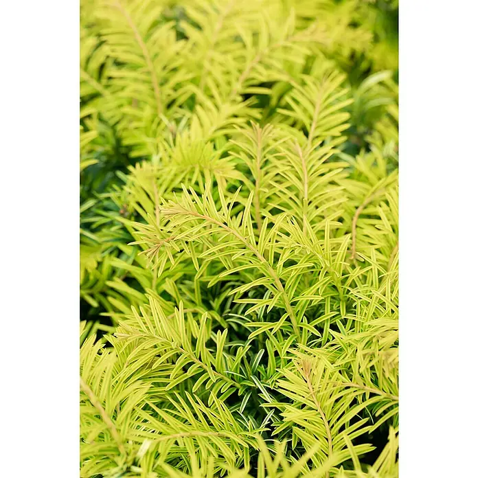 Piardino Heimische Eibe - Taxus baccata 'David', Topfvolumen: 3 l - Nahaufnahme von leuchtend gelbem, nadelartigem Laub einer Eibe, das eine dichte und texturierte Oberfläche bildet.