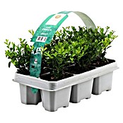 Piardino Bergilex Tray (Ilex crenata, Topfgröße: 9 cm) | BAUHAUS
