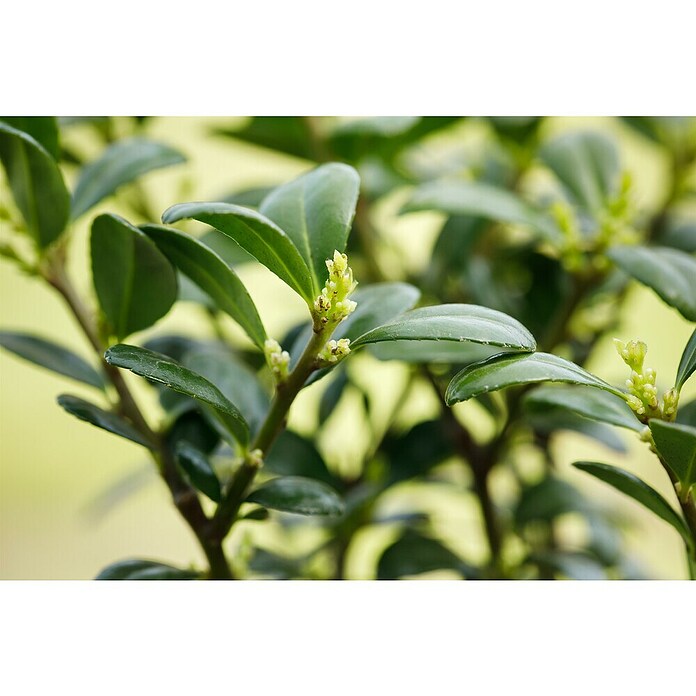 Ilex crenata 14 DarkGreen