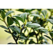 Ilex crenata 14 DarkGreen