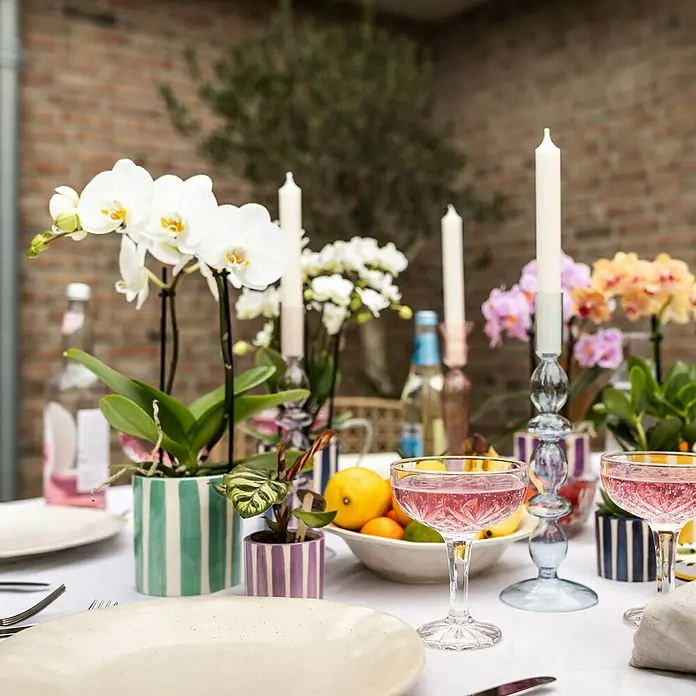 Piardino Schmetterlingsorchidee in Painted Stripe Keramik - Phalaenopsis Hybriden, Topfgröße: 10 cm, Sortenabhängig, Aufrecht - Festlich gedeckter Tisch mit Orchideen, Kerzen, Getränken und Obst in stilvollen Gläsern und Vasen.