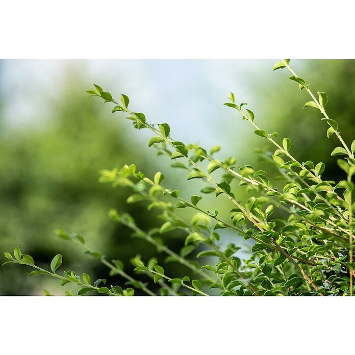 Piardino Bergilex Tray (Ilex crenata, Topfgröße: 9 cm) | BAUHAUS
