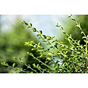 Piardino Bergilex Tray (Ilex crenata, Topfgröße: 9 cm) | BAUHAUS