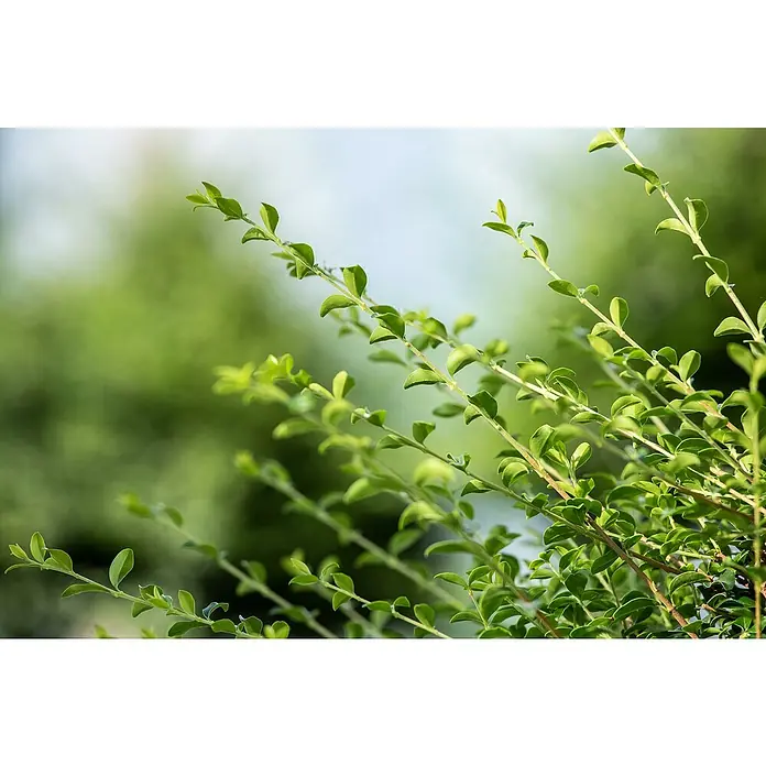 Piardino Bergilex Tray - Ilex crenata, Topfgröße: 9 cm - Nahaufnahme von grünen, kleinen Blättern auf dünnen Ästen, die sanft im natürlichen Licht schimmern und eine friedvolle Atmosphäre erzeugen.