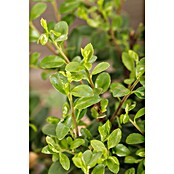 Ilex crenata 14 DarkGreen
