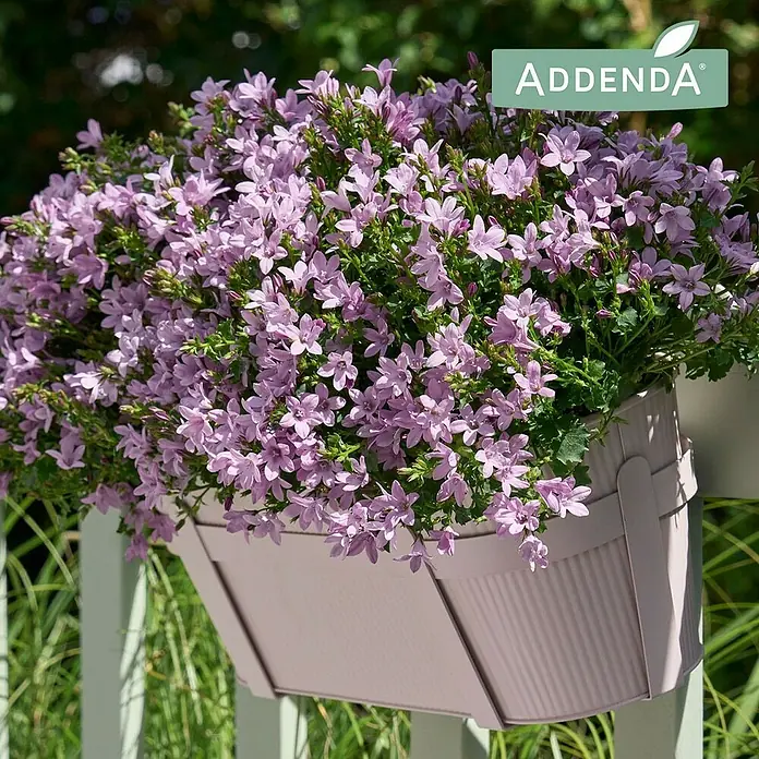Glockenblume - Campanula portenschlagiana Adansa pink, Topfgröße: 12 cm, Pink - Eine Nahaufnahme eines Blumenkastens mit lila Addenda-Blüten, der an einem Geländer hängt und eine frische, natürliche Schönheit ausstrahlt.
