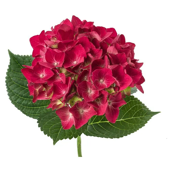 Piardino Hortensie - Hydrangea macrophylla, Topfgröße: 14 cm, Rot - Nahaufnahme einer roten Hortensienblüte mit grünen Blättern vor schwarzem Hintergrund, die Details und Farben hervorhebt.