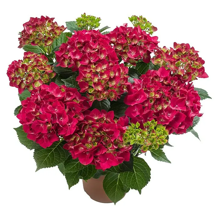 Piardino Hortensie - Hydrangea macrophylla, Topfgröße: 14 cm, Rot - Diese Aufnahme zeigt eine Hydrangea macrophylla in sattem Rot, die mit ihren üppigen Blüten und dem grünen Laub in einem Topf eine beeindruckende Erscheinung bietet.