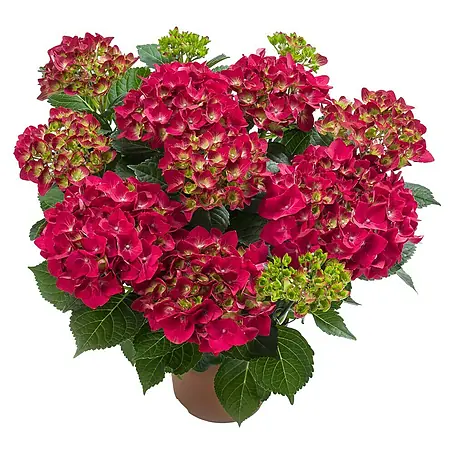 Piardino  Hortensie