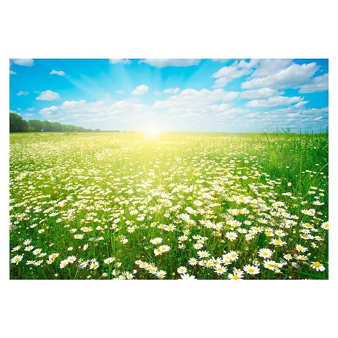 Baufan Pronatur Wandfarbe Lehmfarbe - Naturweiß, Matt, 10 l, Lösemittelfrei - Blühende Gänseblümchenwiese unter strahlend blauem Himmel. Die Blüten erstrahlen in der Sonne, die den Himmel erhellt und eine friedliche Atmosphäre schafft.