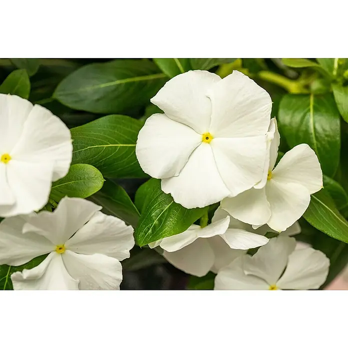 Staude - Catharanthus roseus, Topfgröße: 11 cm - Nahaufnahme weißer Catharanthus-Rosenblüten mit gelben Zentren und grünen Blättern.