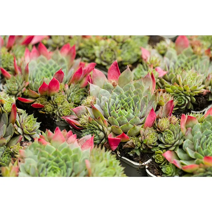 Hauswurz Mojito, Toety, Fruttii - Sempervivum Hybride, Topfgröße: 11 cm, Grün - Nahaufnahme verschiedener grüner und rotspitziger Hauswurzpflanzen, die in Töpfen wachsen und eine attraktive, farbenfrohe Sammlung bilden.