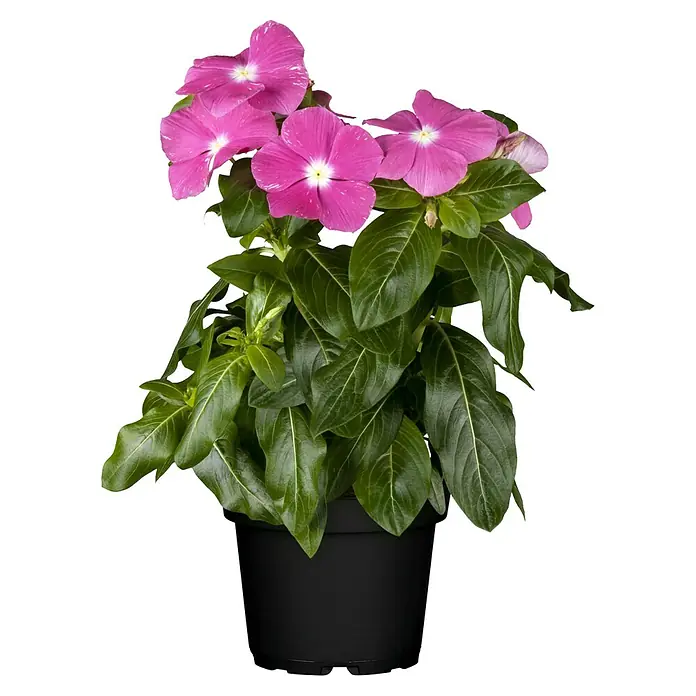 Staude - Catharanthus roseus, Topfgröße: 11 cm - Eine Topfpflanze mit leuchtend rosa Blüten und glänzend grünen Blättern, die eine attraktive Zimmerpflanze darstellt.