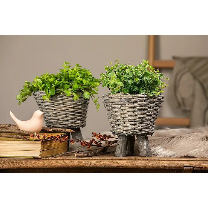 Piardino Birken-Feige - Ficus radicans, Topfgröße: 12 cm - Zwei gewebte Übertöpfe mit Beinen, gefüllt mit grünen Pflanzen, stehen auf einem Holztisch mit dekorativen Elementen.