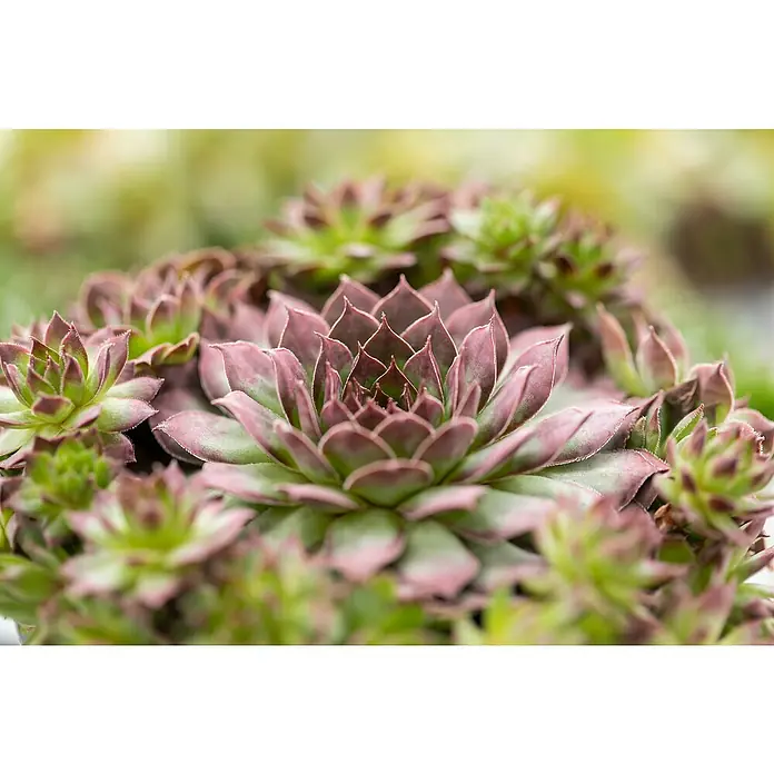 Hauswurz Mojito, Toety, Fruttii - Sempervivum Hybride, Topfgröße: 11 cm, Grün - Nahaufnahme einer Henne mit Küken-Sukkulente, die ihre rosa-grünen Blätter in einer Rosettenformation zeigt.