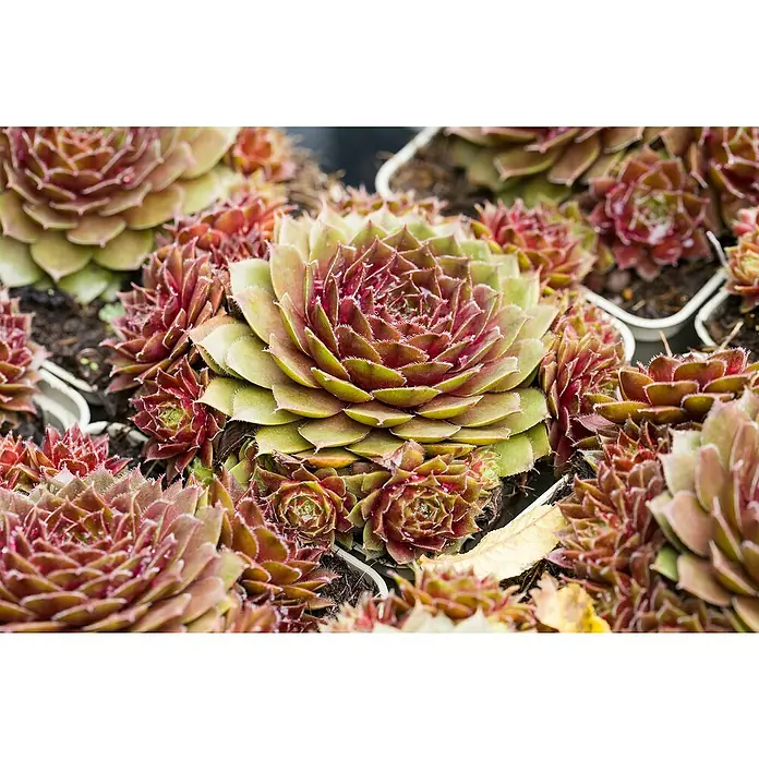Hauswurz Mojito, Toety, Fruttii - Sempervivum Hybride, Topfgröße: 11 cm, Grün - Nahaufnahme von Hauswurz-Rosetten mit rötlichen Spitzen, die dicht nebeneinander in kleinen Töpfen wachsen.