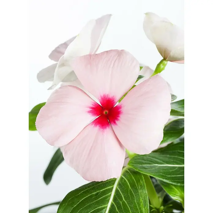 Staude - Catharanthus roseus, Topfgröße: 11 cm - Nahaufnahme einer rosa Madagaskar-Immergrün-Blume mit leuchtend rotem Zentrum, umgeben von grünen Blättern und anderen Blüten.