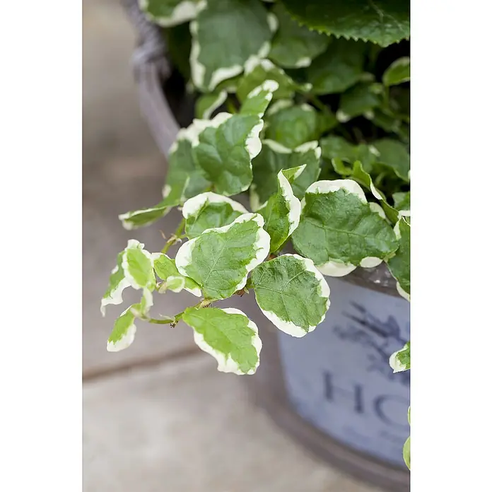 Piardino Birken-Feige - Ficus radicans, Topfgröße: 12 cm - Nahaufnahme einer Kletterfeige 'Variegata' in einem Topf. Ihre Blätter sind grün mit einem markanten weißen Rand.