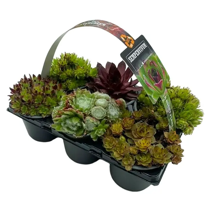 Hauswurz Mojito, Toety, FruttiiSempervivum Hybride, Topfgröße: 11 cm, Grün - Diagonale Ansicht