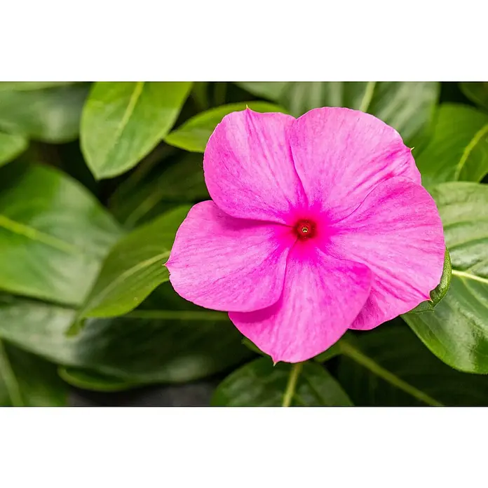Staude - Catharanthus roseus, Topfgröße: 11 cm - Nahaufnahme einer rosafarbenen Madagaskar-Immergrün-Blume mit samtigen Blütenblättern und einem leuchtend roten Zentrum, umgeben von sattgrünem Laub.