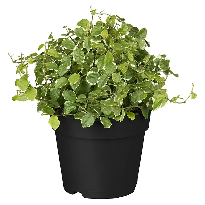 Piardino Birken-Feige - Ficus radicans, Topfgröße: 12 cm - Hübsche Kletterfeige 'variegata' in einem schwarzen Topf. Die Zimmerpflanze hat viele kleine, runde, grün-weiß panaschierte Blätter und ist ein Blickfang.